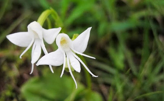 i-fiori-più-strani-e-curiosi-del-mondo-Habenaria-Grandifloriformis