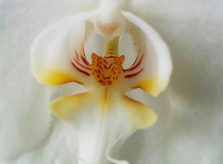 i-fiori-più-strani-e-curiosi-del-mondo-orchidea-tigre