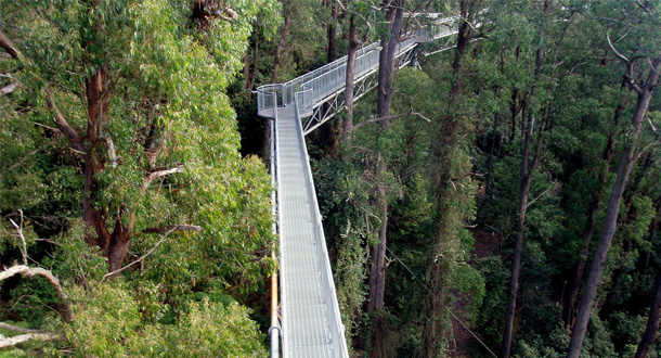 Illawarra-Fly-Tree-Top-Walk
