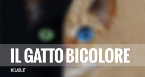 il-gatto-bicolore